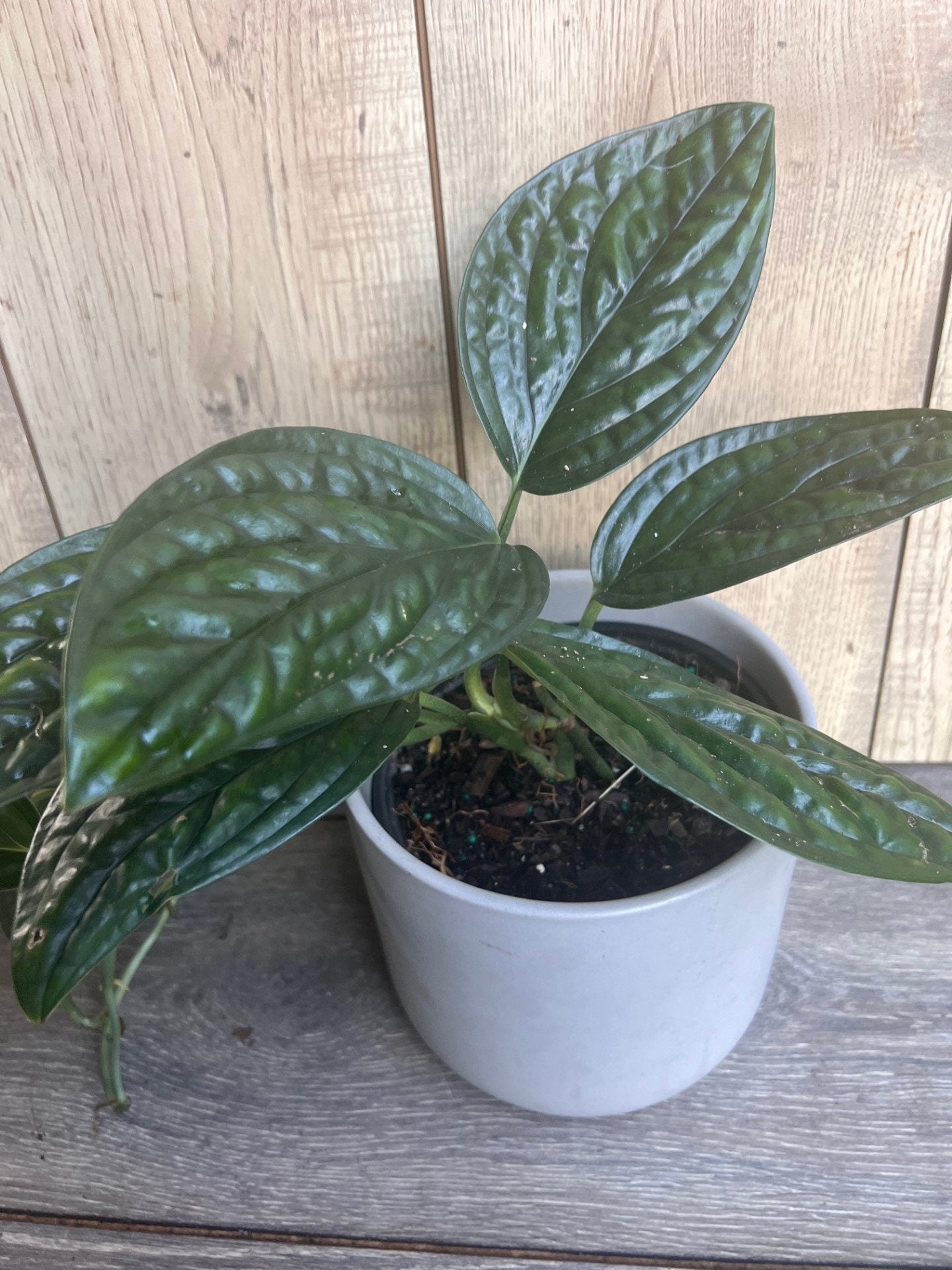 Monstera Peru in 6" pot, House Plant