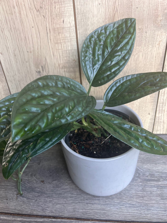 Monstera Peru in 6" pot, House Plant