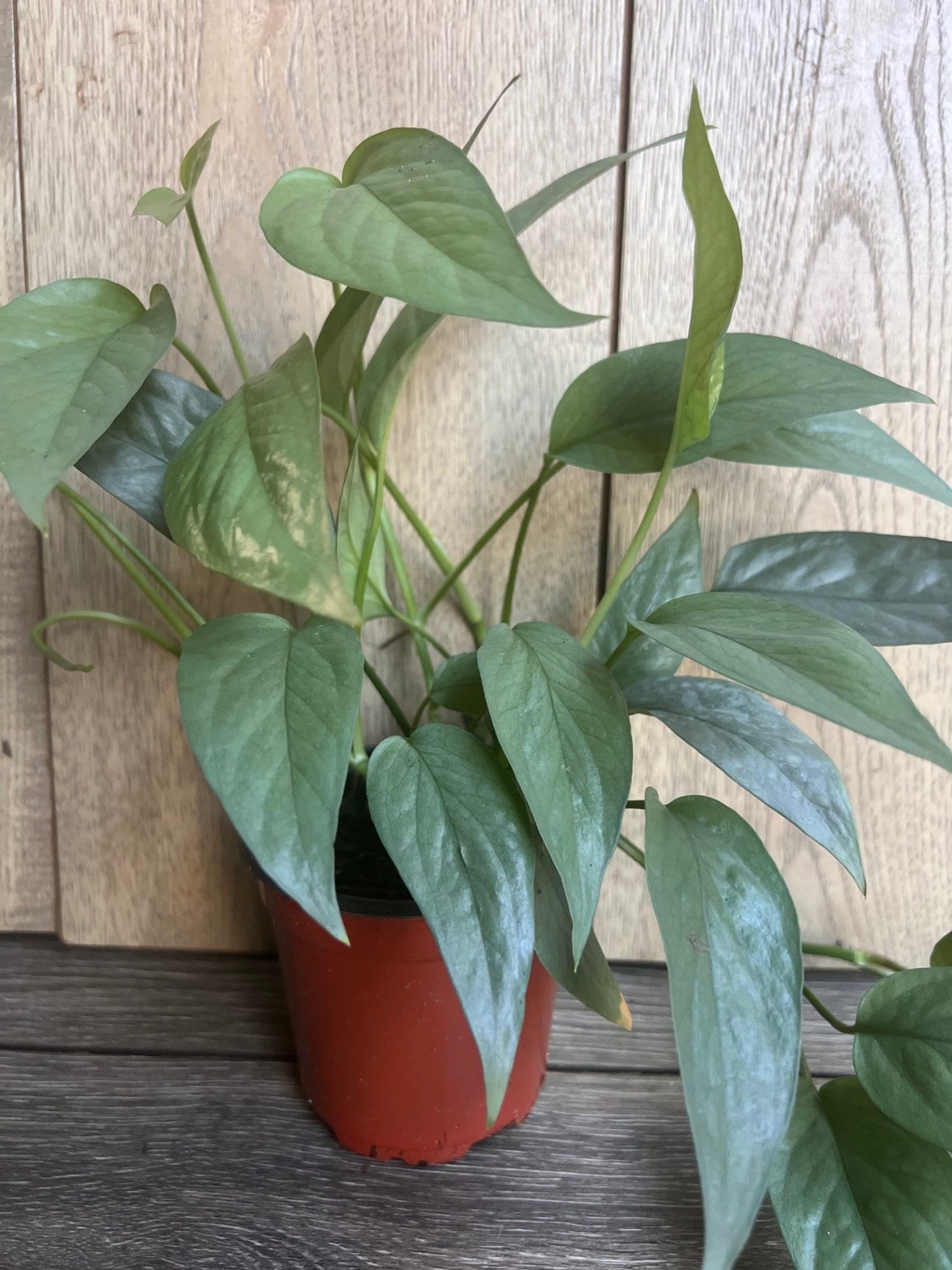 Cebu Blue in 4" Pot, Pothos