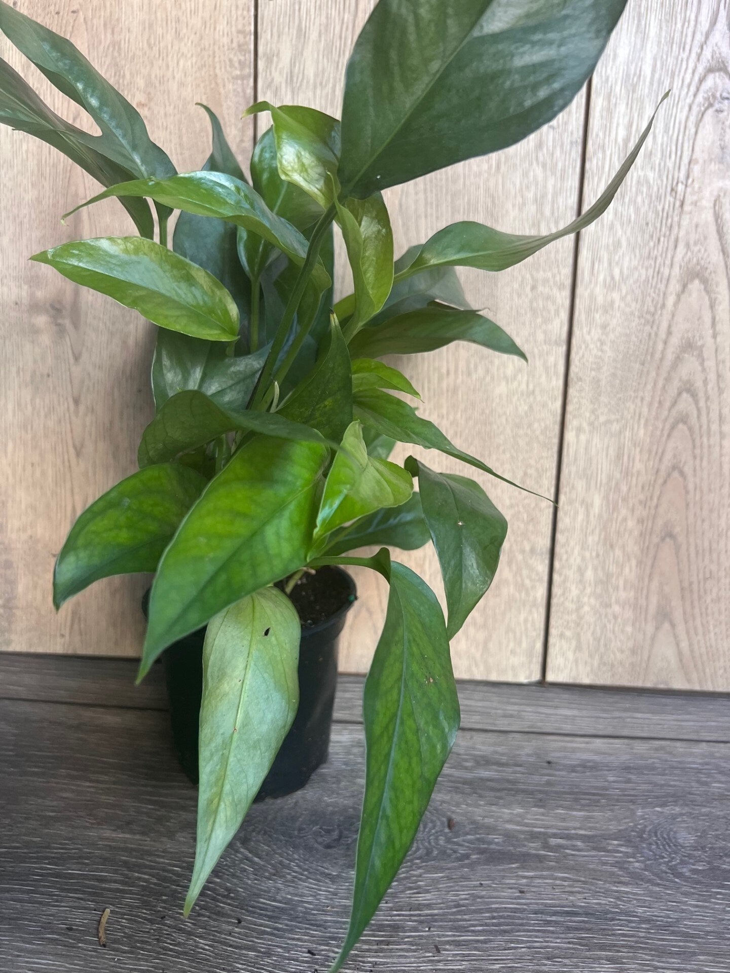 Baltic Blue Pothos, Epipremnum pinnatum in 4" Pot