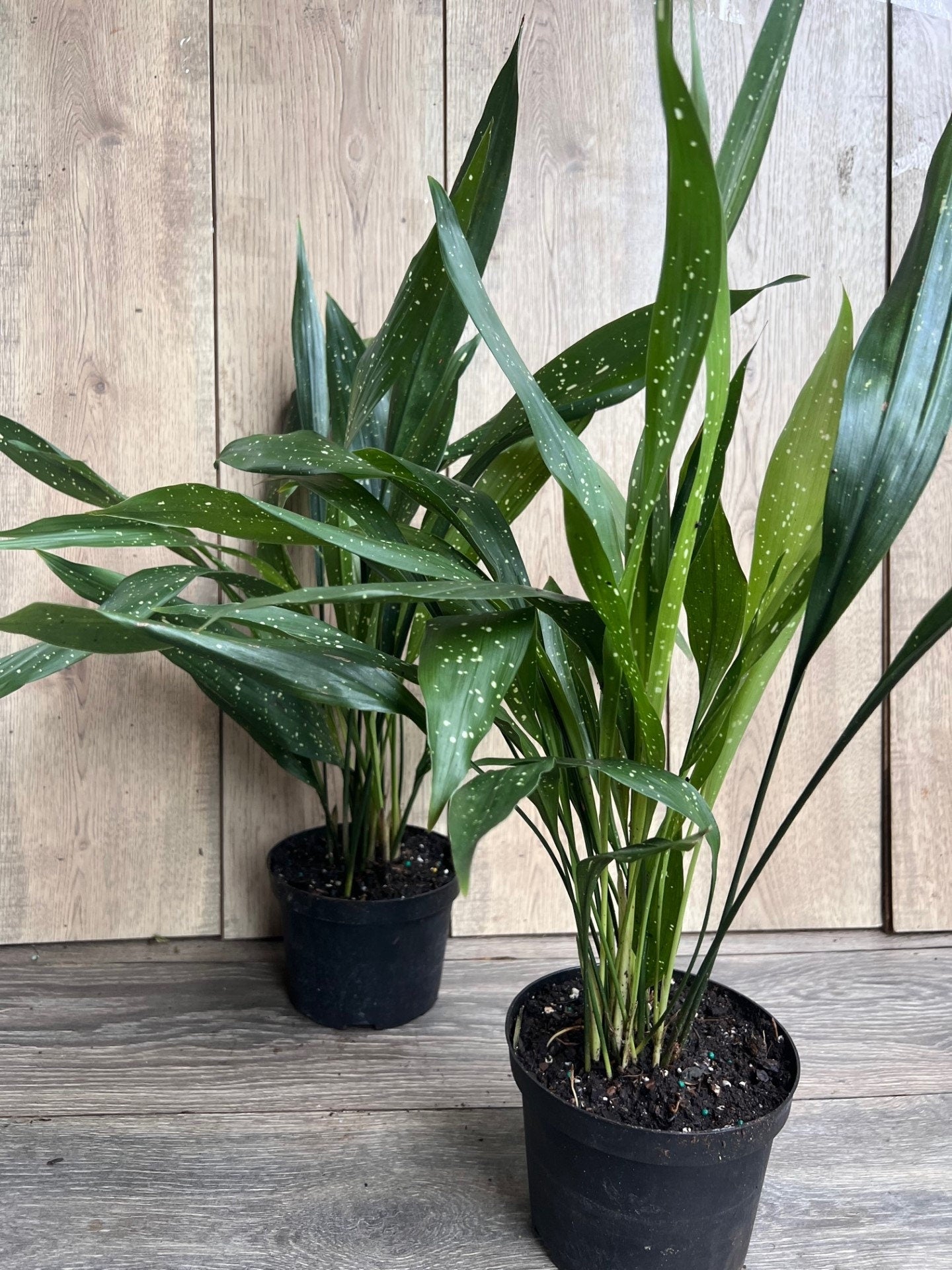 Aspidistra Elatior 'Milky Way'  in 6" pot, Cast Ireon Plant
