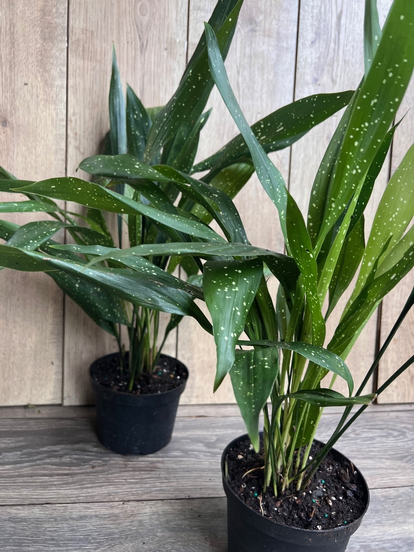 Aspidistra Elatior 'Milky Way'  in 6" pot, Cast Ireon Plant