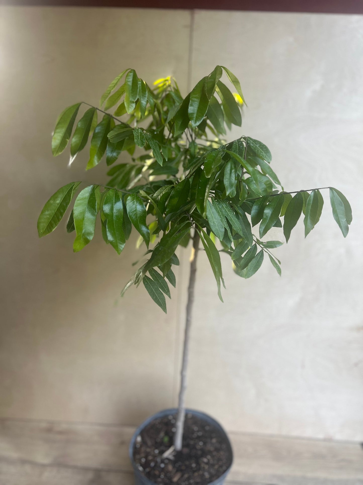 kohala longan in 10" Pot,  air layered, lengkeng, kelengkeng, No Ship to CA and HI