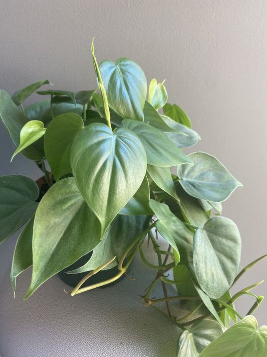 Philodendron cordatum “heartleaf”- live house plant- indoor plant,  trailing and vining plant