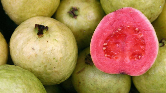 Guava Plant in 6" Pot, Jambu Batu, Psidium guajava, Pink Guava tree