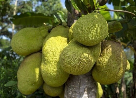 Golden Nugget Jack Fruit  in 4"  Pot,   Nangka, Artocarpus heterophyllus