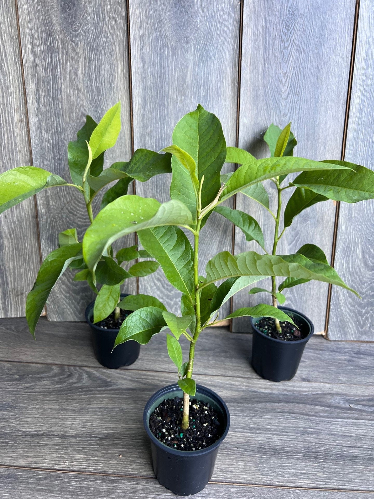 Magnolia champaca, Michelia champaca in 4" Pot, Joy Perfume Tree, cempaka