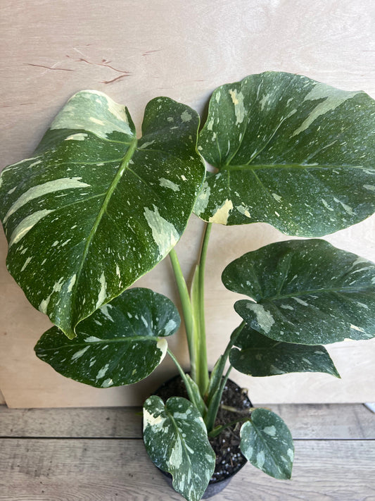 Monstera Thai Constellation' in 6" POT, Thai Con.