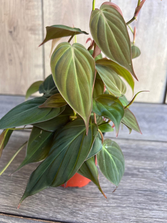 Philodendron Micans in 4" Pot