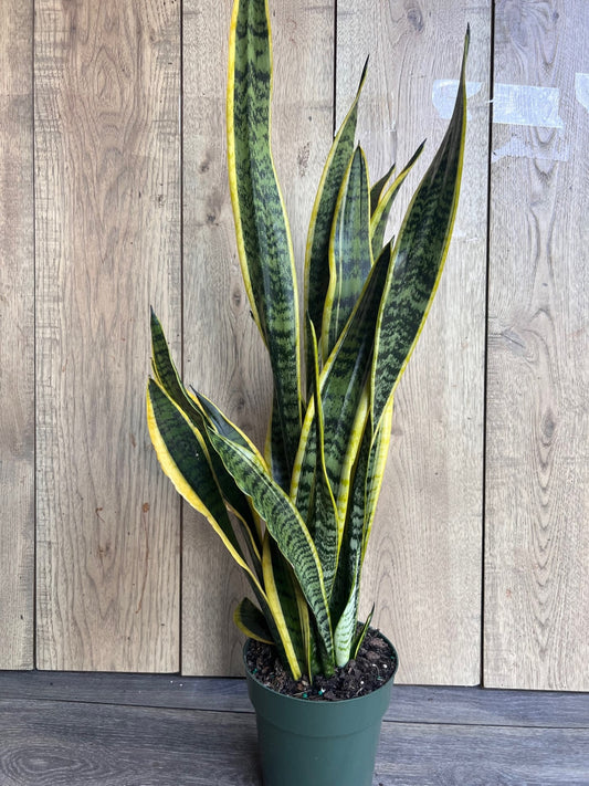 Sansevieria Trifasciata, Snake Plant Laurentii, 6"Pot Indoor Air Purifiernt