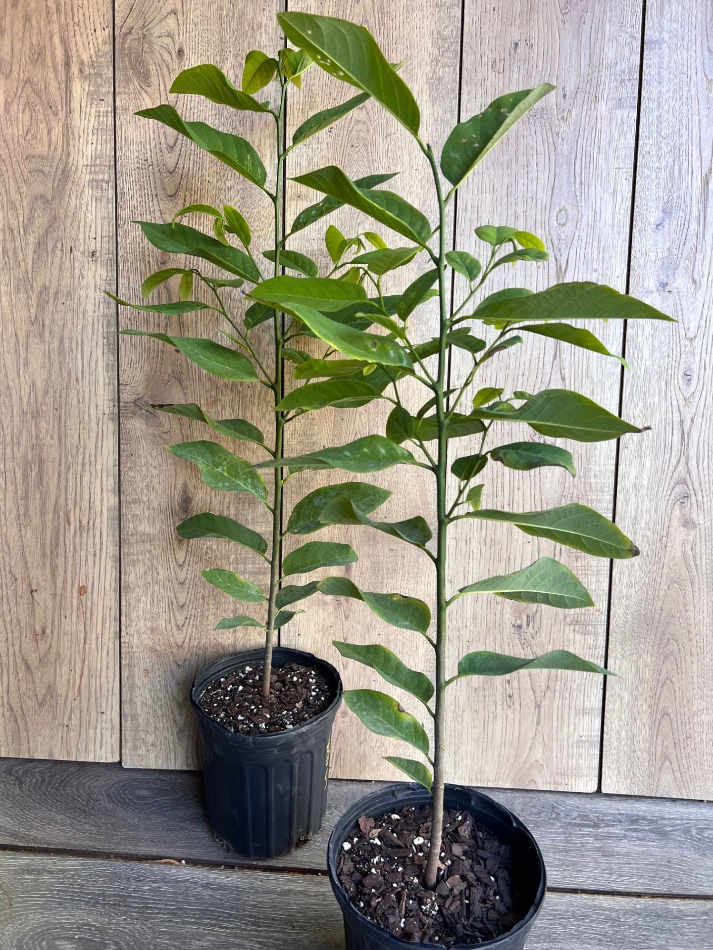 Sugar Apple in Half gallon pot , Srikaya, Annona Squamosa, Sweetsop Tree