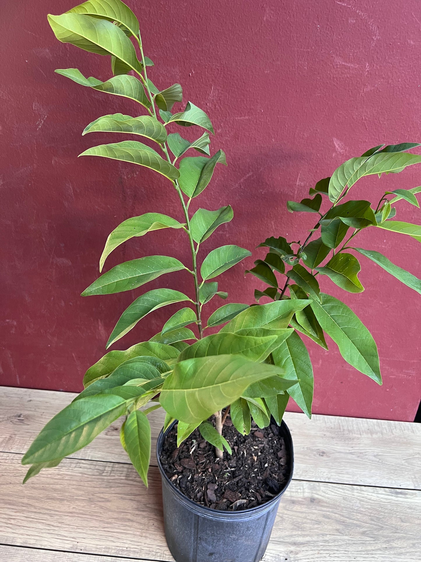 Sugar Apple in 10"  pot , Srikaya, Annona Squamosa, Sweetsop Tree