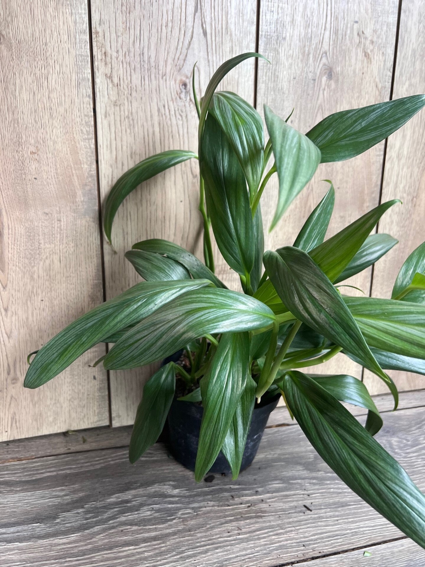 Epipremnum Amplissimum Silver in 6" Pot