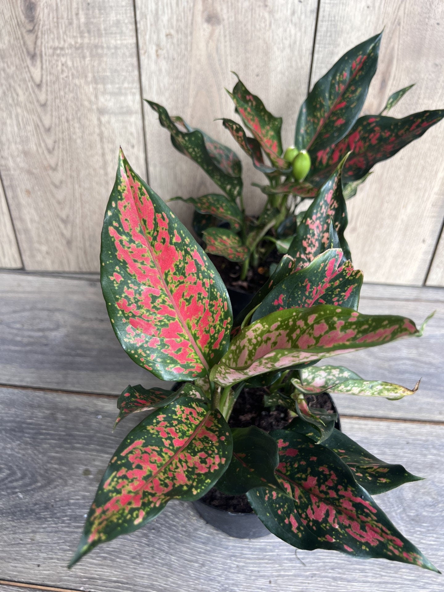 Aglaonema Narrow Spinel in 6" Pot