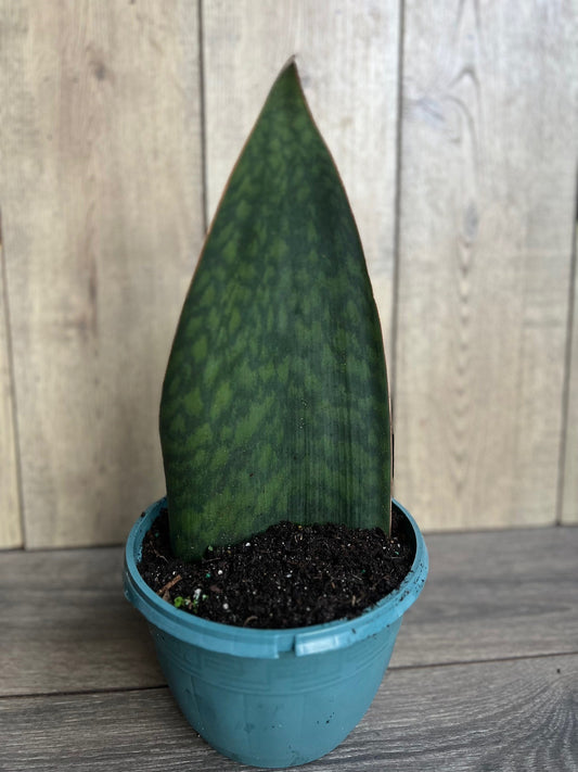 Sansevieria Masoniana, Sansevieria Whale Fin, Snake Plant in 8" Pot