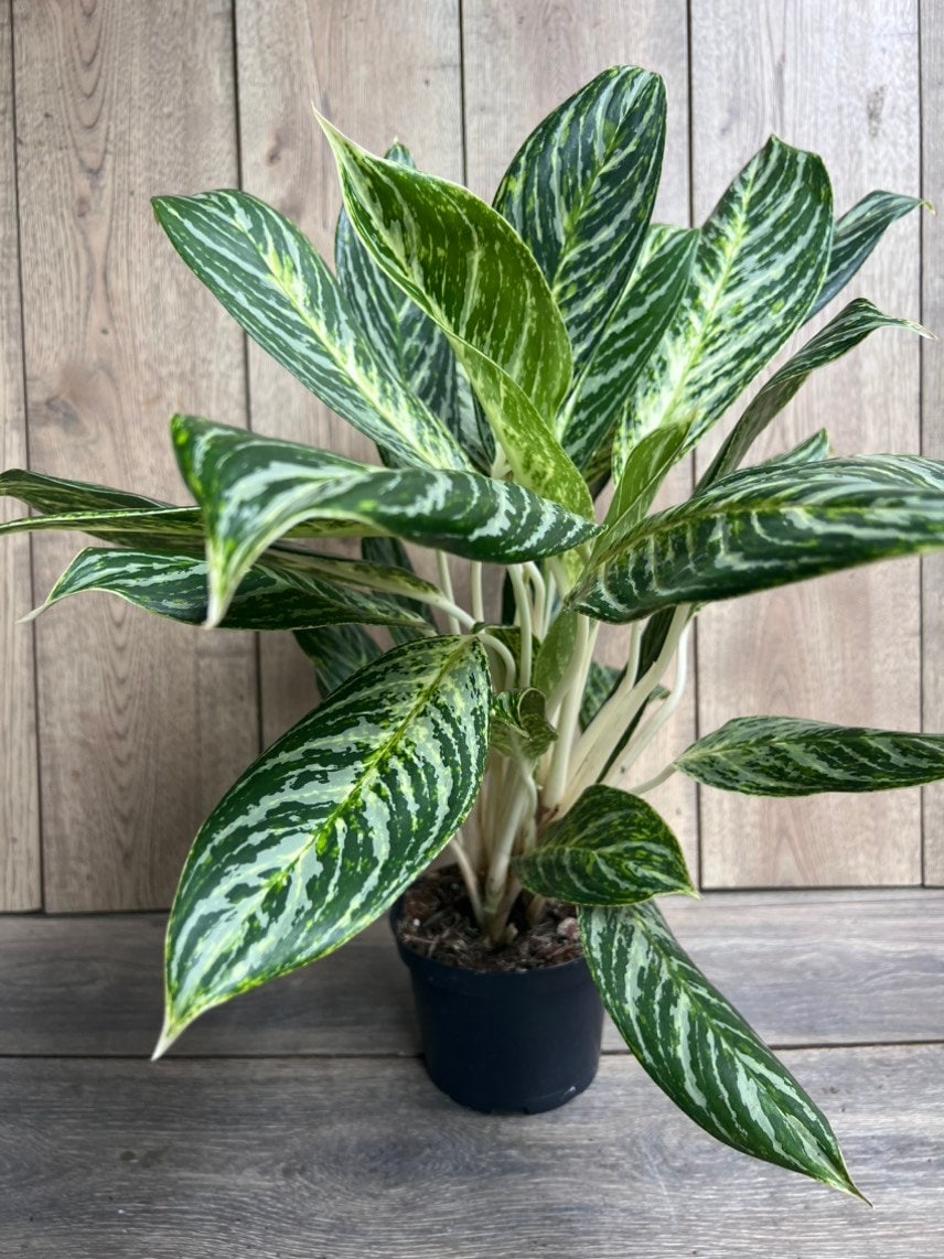 Aglaonema Golden Madonna in 6" Pot