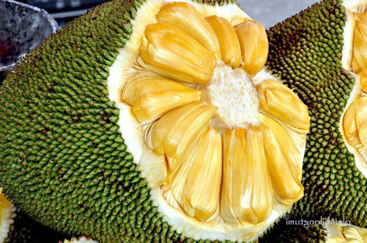J31 Jack Fruit, Dwarf in 3 Gallon Pot, Grafted,  Artocarpus heterophyllus, no ship to CA and HI
