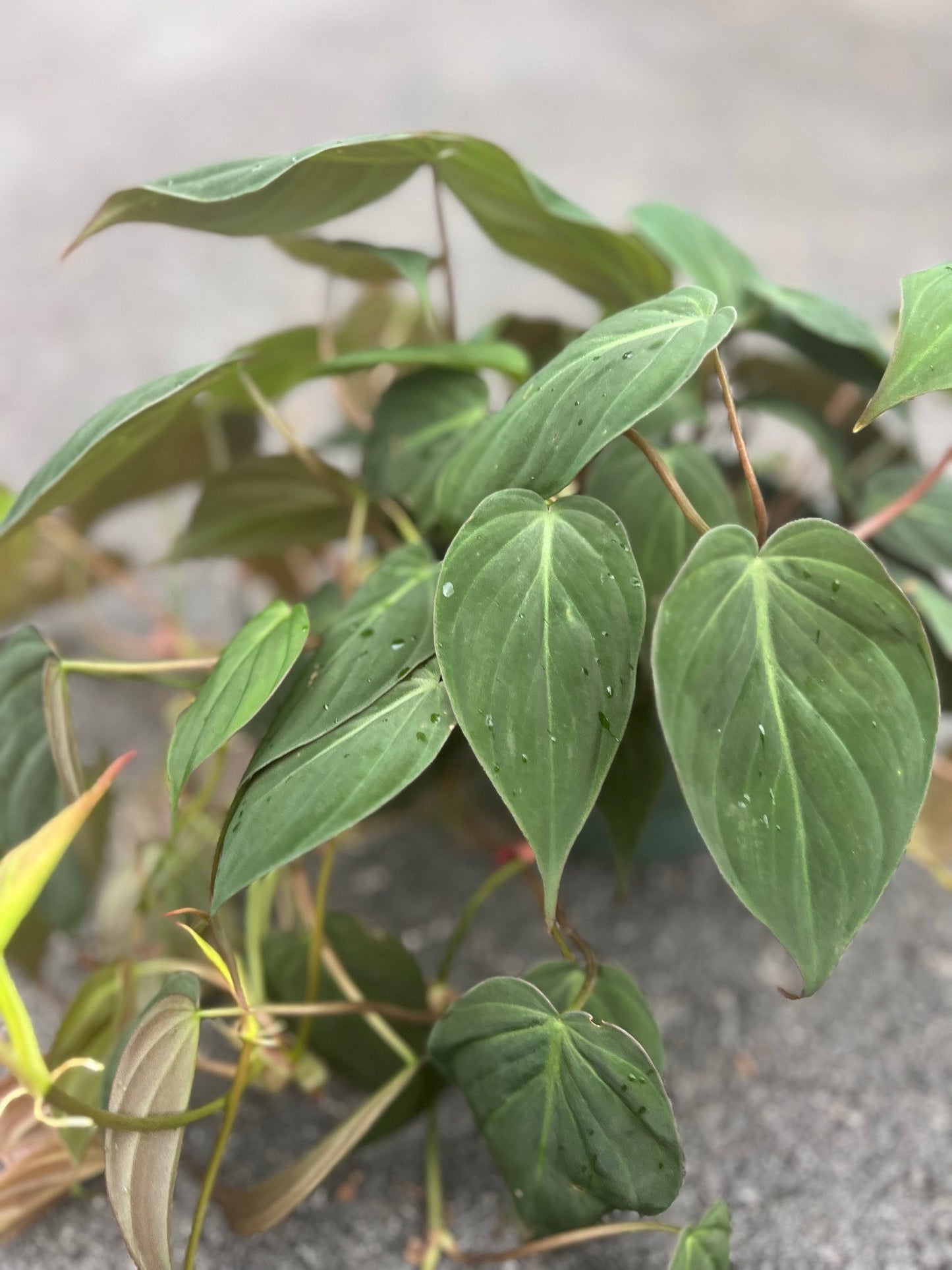 Philodendron Micans in 6" Pot