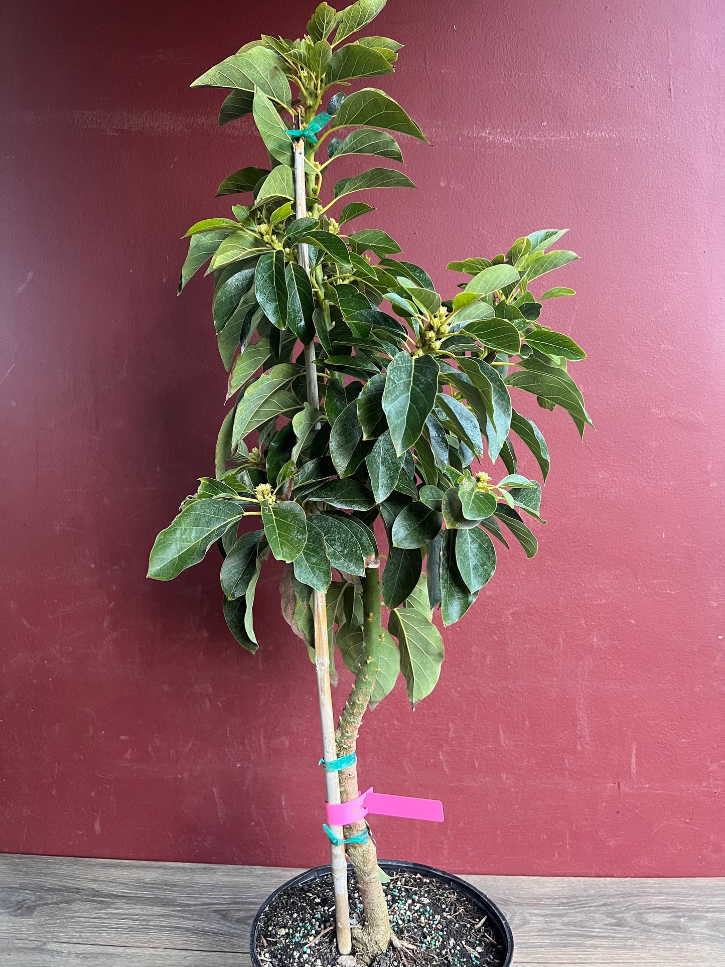 Avocado 'Choquette', Persia americana Tree  , Grafted in 3 Gallon Pot, No Ship to  HI