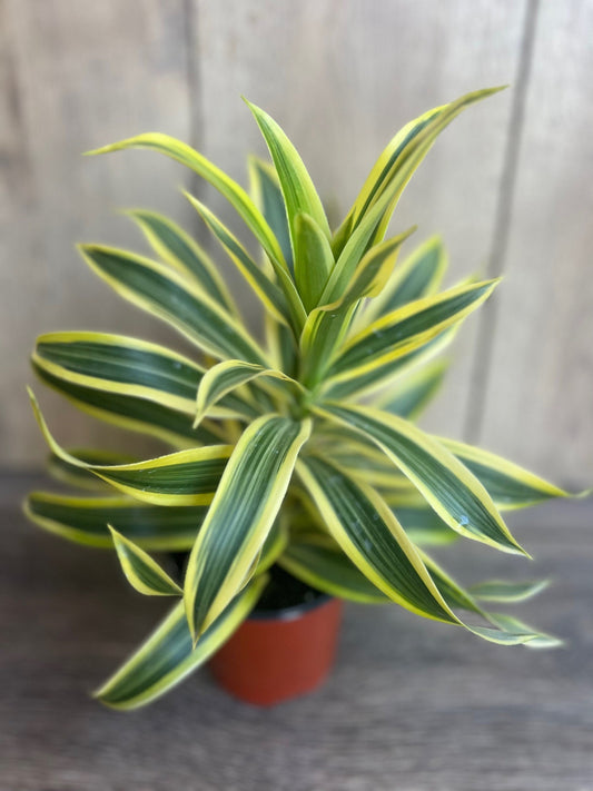 Song Of India, 4" Pot, Dracaena reflexa.