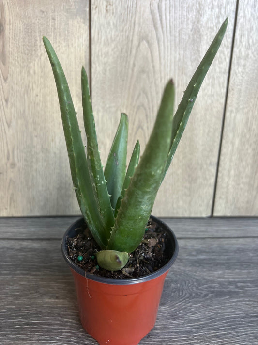 Aloe Vera Plant in 4" pot, house plant
