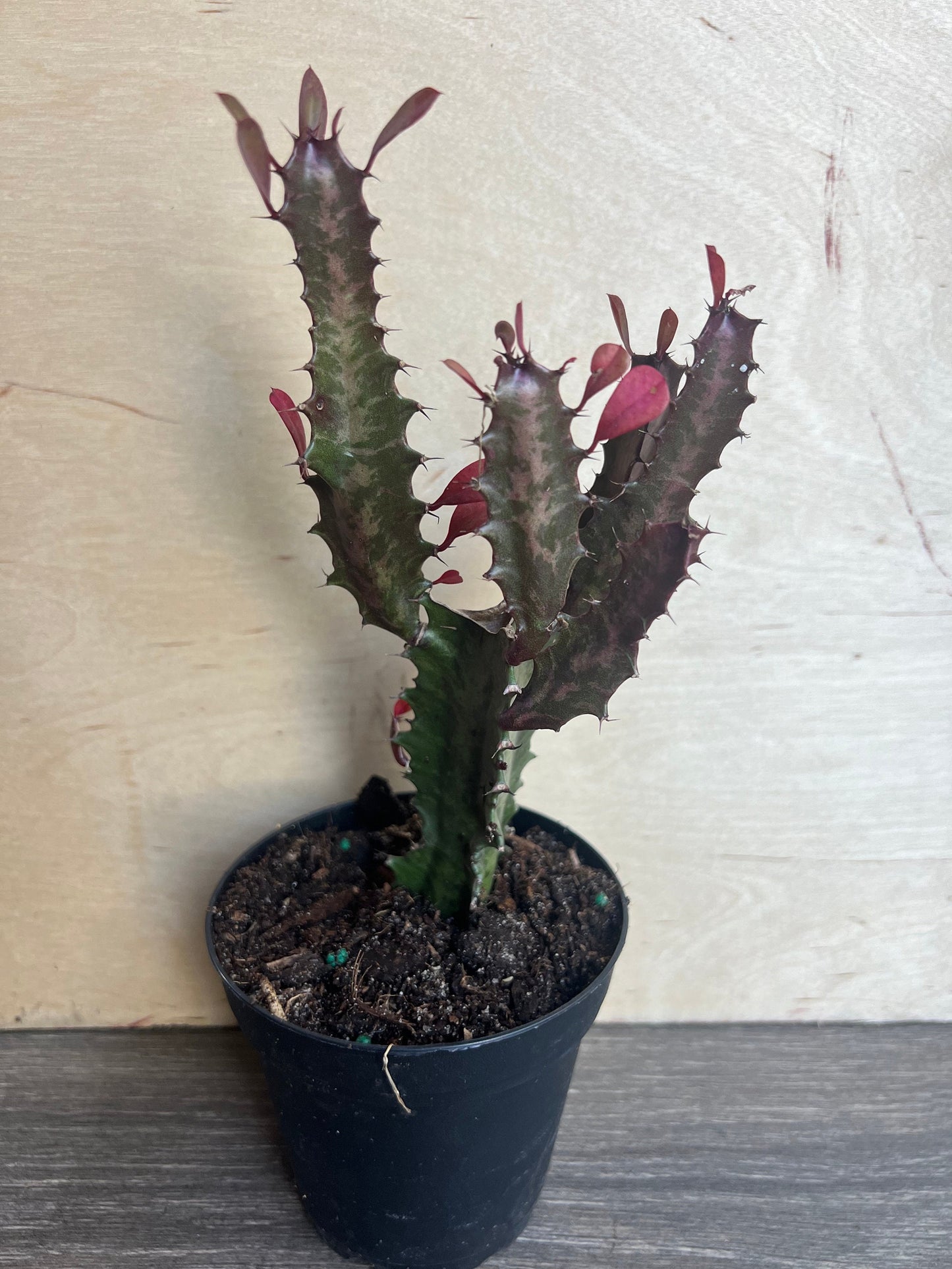 Trigona Purple in 4", African Milk Tree, Cactus, Succulent, Live plant