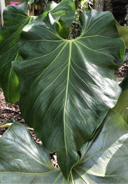 Anthurium faustomirandae,  Faustino’s Giant in 4" Pot