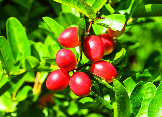 Miracle Fruit tree in 3 Gallon pot, Synsepalum dulcificum