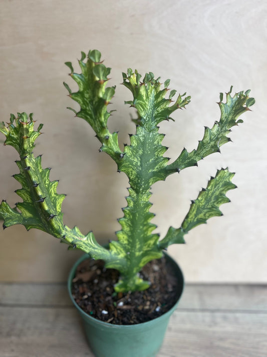 Euphorbia Lactea Variegated,  Dragon Bone in 6" Pot, rare, cactus , succulent, Lacei variegata