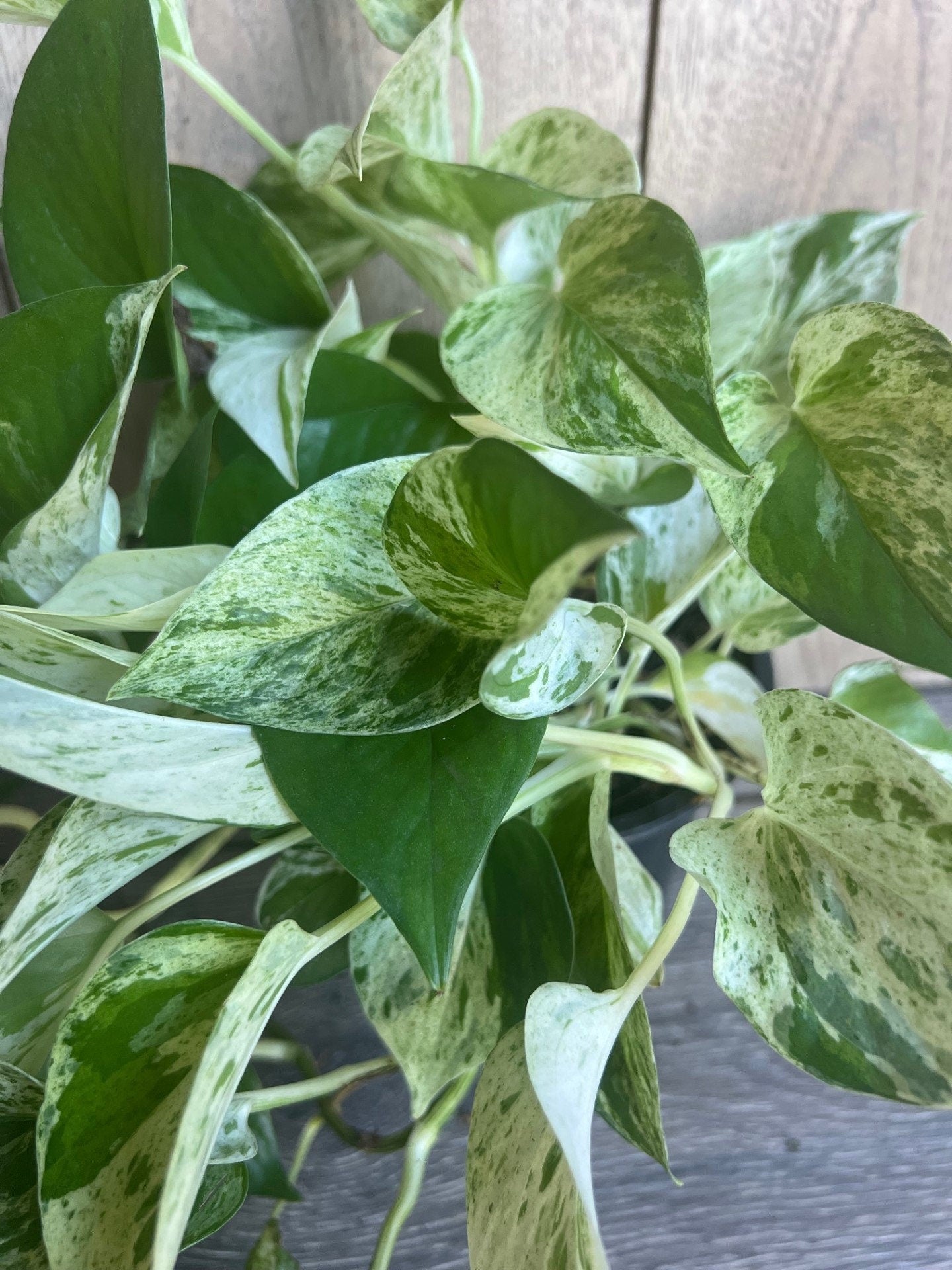 Marble Queen Pothos in 6" Pot