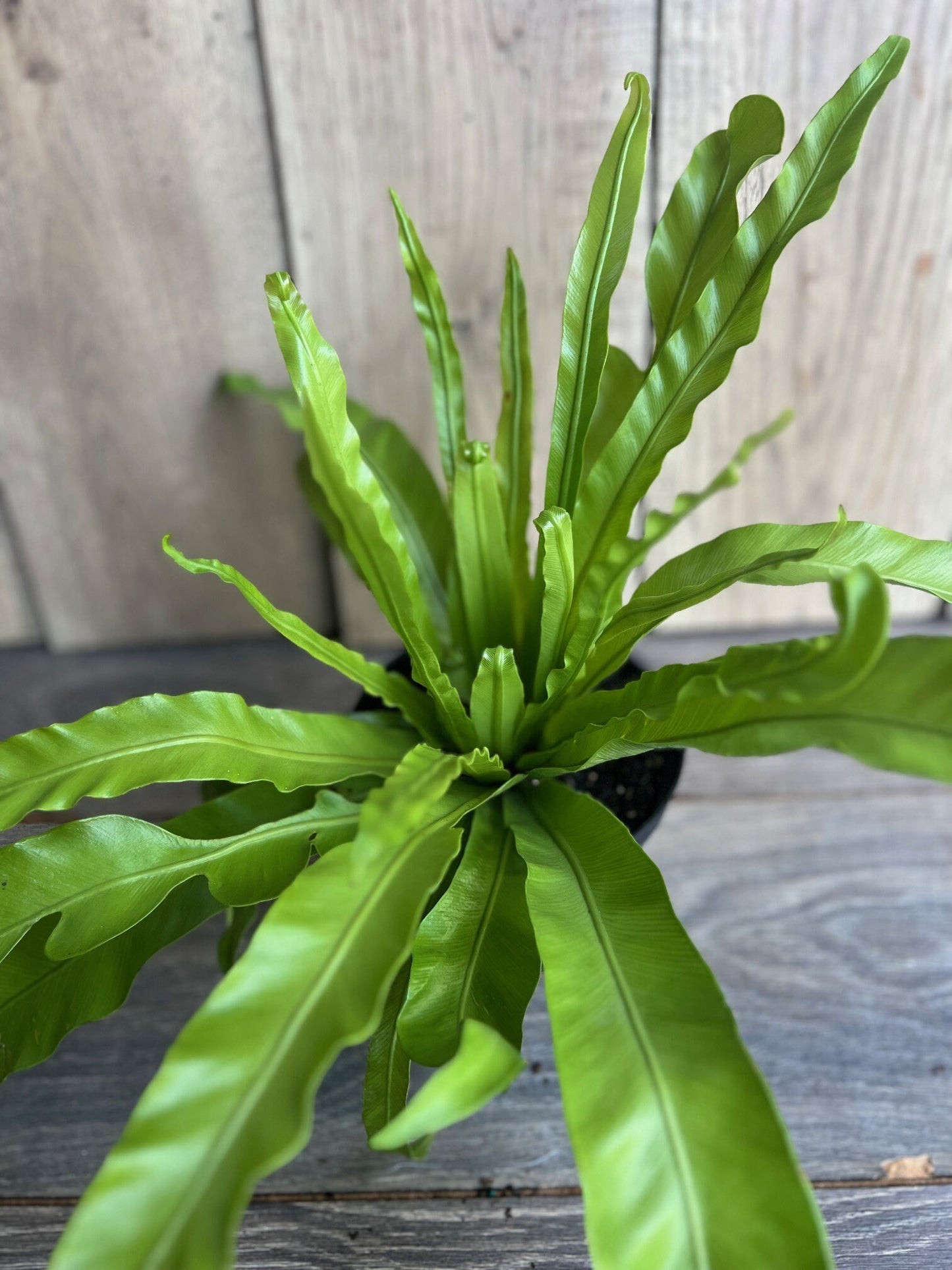 Asplenium Bird Nest Fern in 6" pot