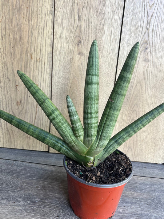 Sansevieria Starfish in 6" pot, Bonzel