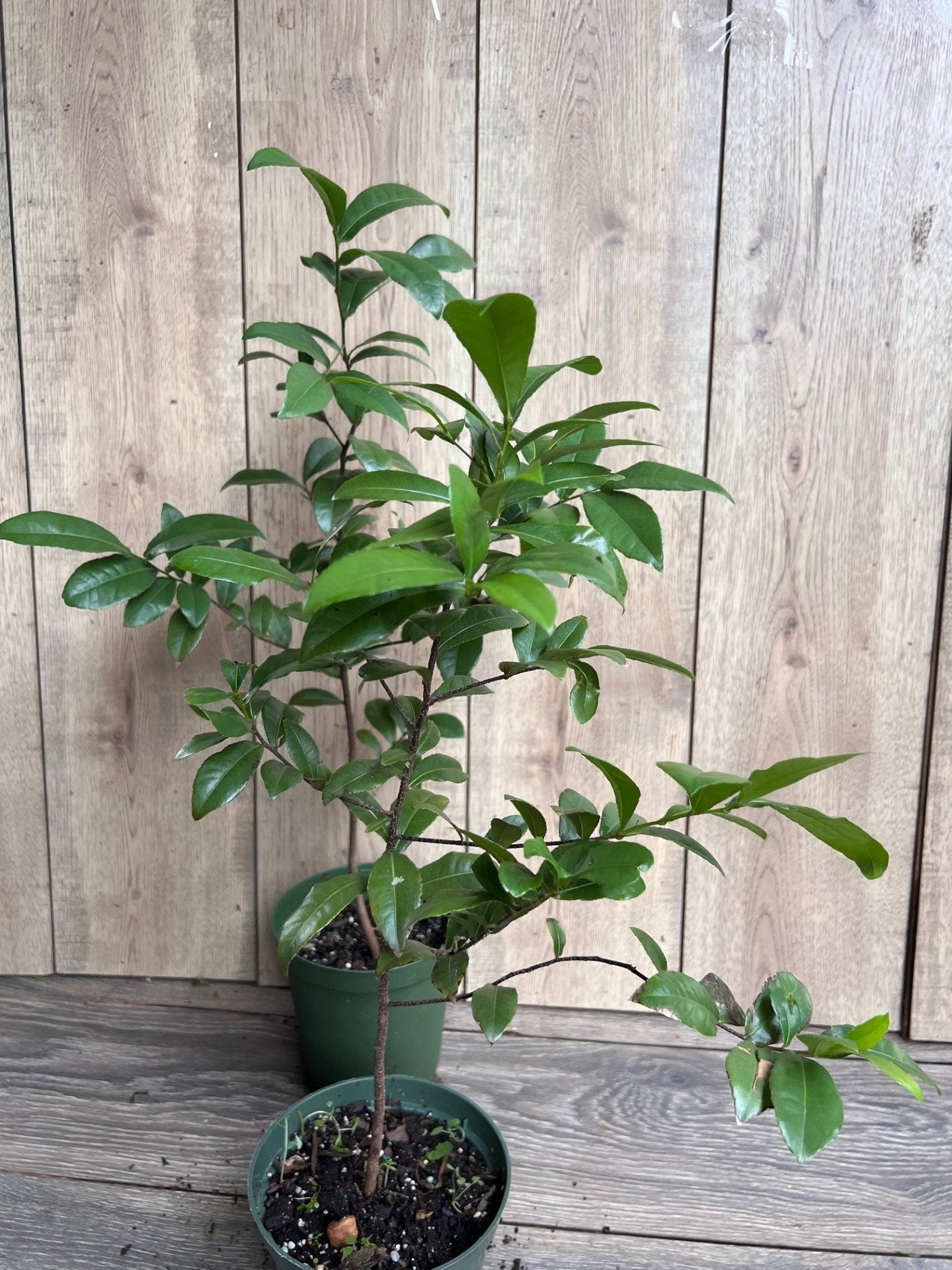 Ochna serrulata, mickey mouse plant in 6" Pot