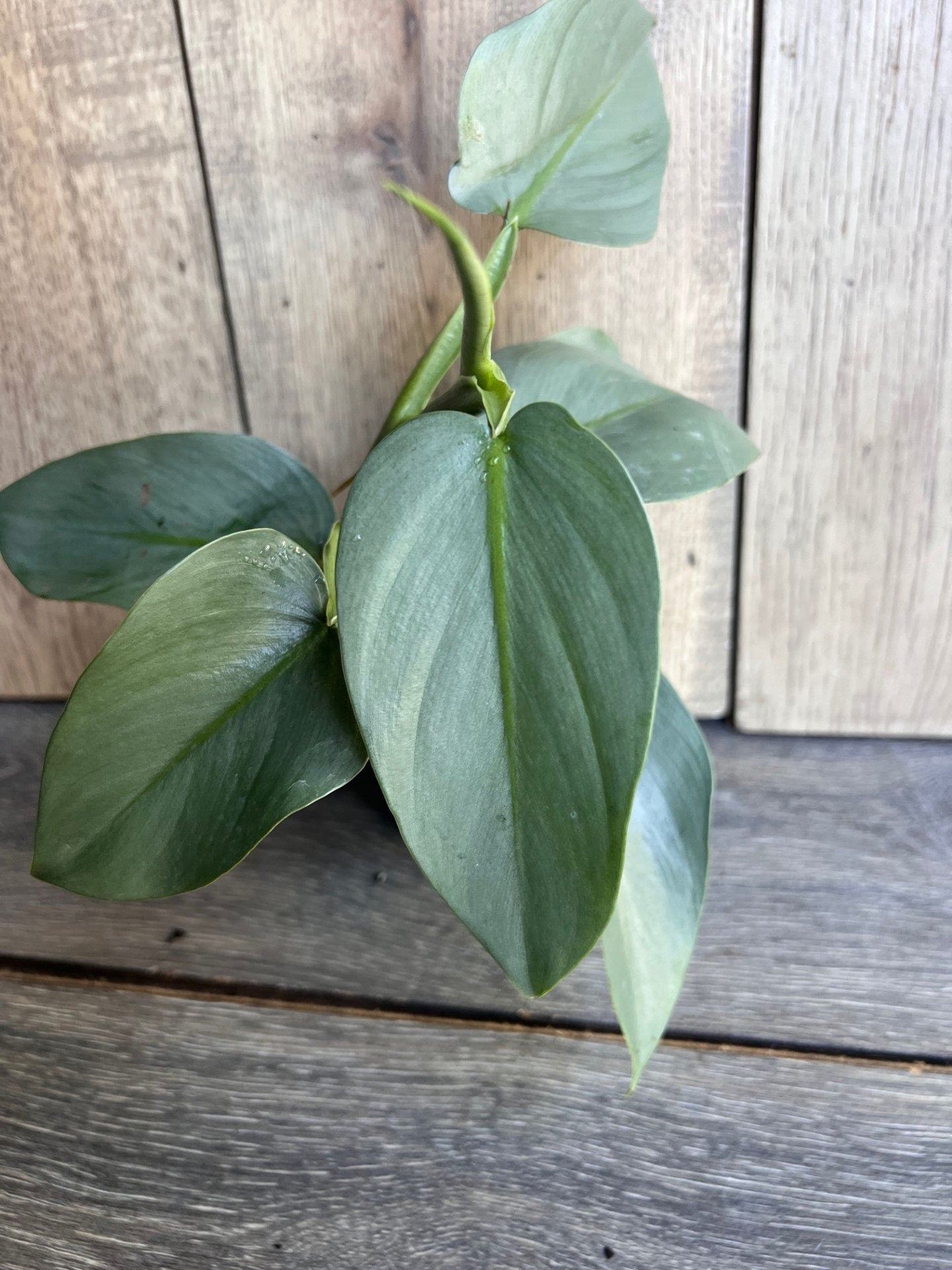 Philodendron SIlver Swords, Philodendron Hastatum in 4" pot