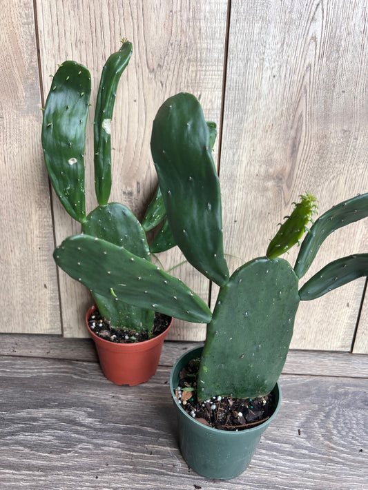 Opuntia, prickly pear  in 4" Pot, opuntia cactus