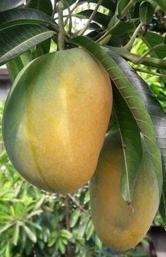 Manila Mango in 10" Pot, grafted