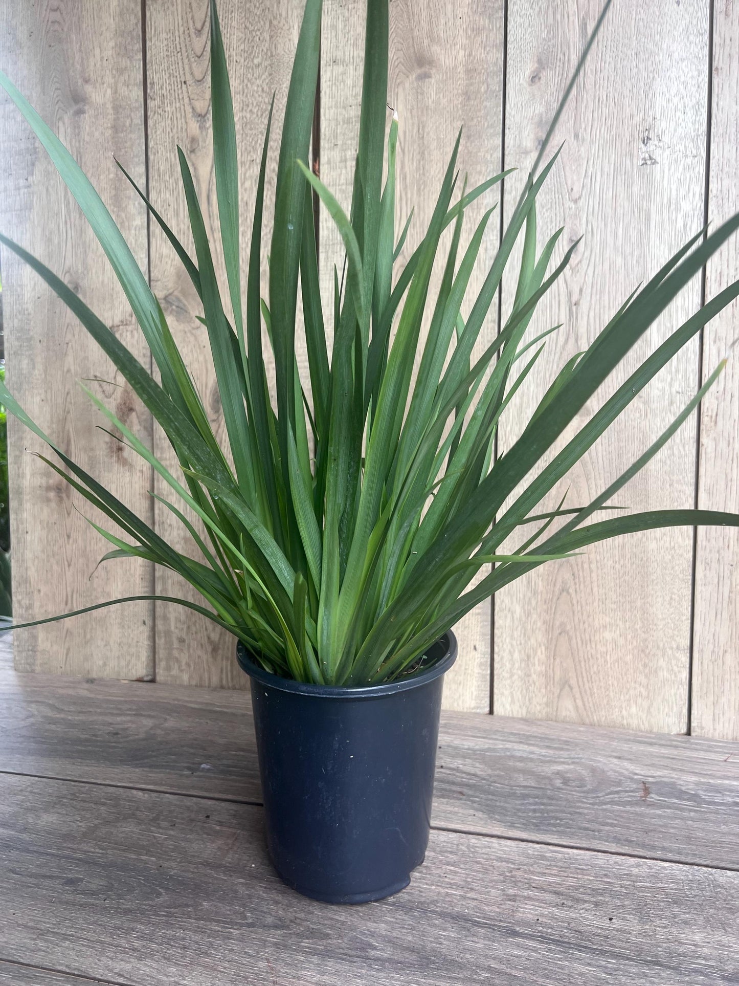 White African  Iris,  Dietes Iridioides,  Fortnight Lily, African Iris White in 6" Pot