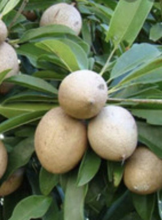 Mamey sapote , Pouteria sapota, in half Gallon Pot