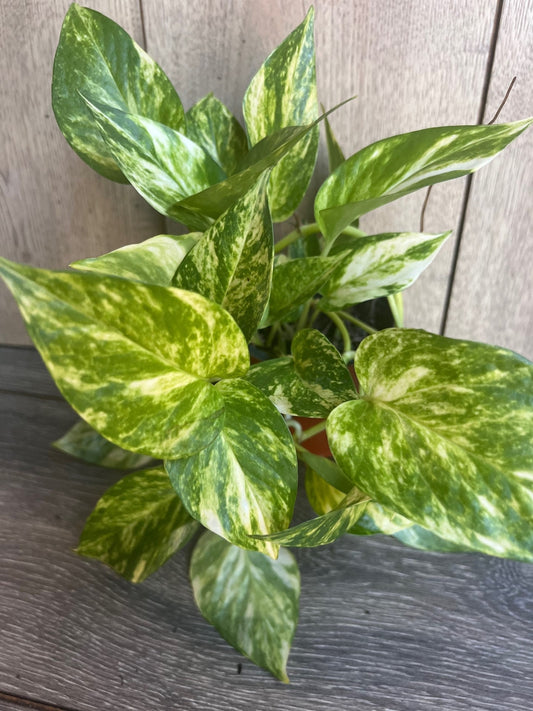 Golden Pothos in 4" Pot.  Air purifying,, Live, Air purifyingHouse plant, Devil's Ivy Epipremnum Aureum