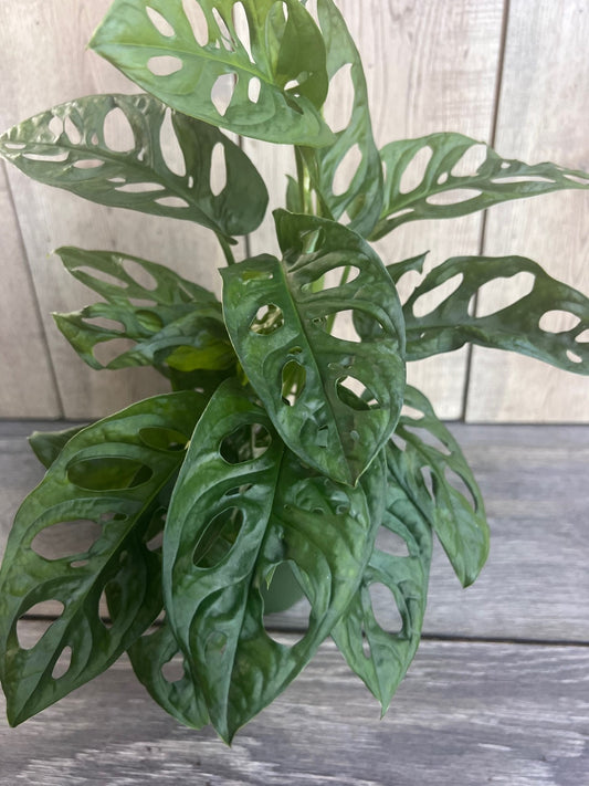 Monstera Adansonii in 4"pot