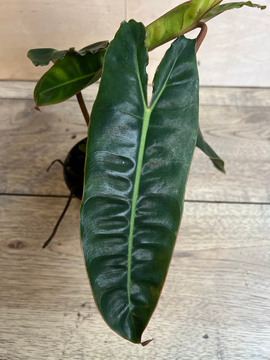Philodendron Billietiae in 4" Pot