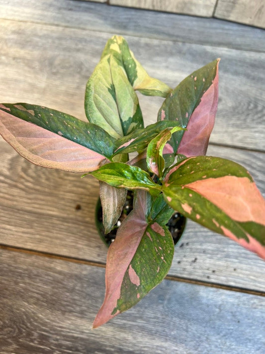 Syngonium Pink Splash in 4" Pot, Rare Syngonium