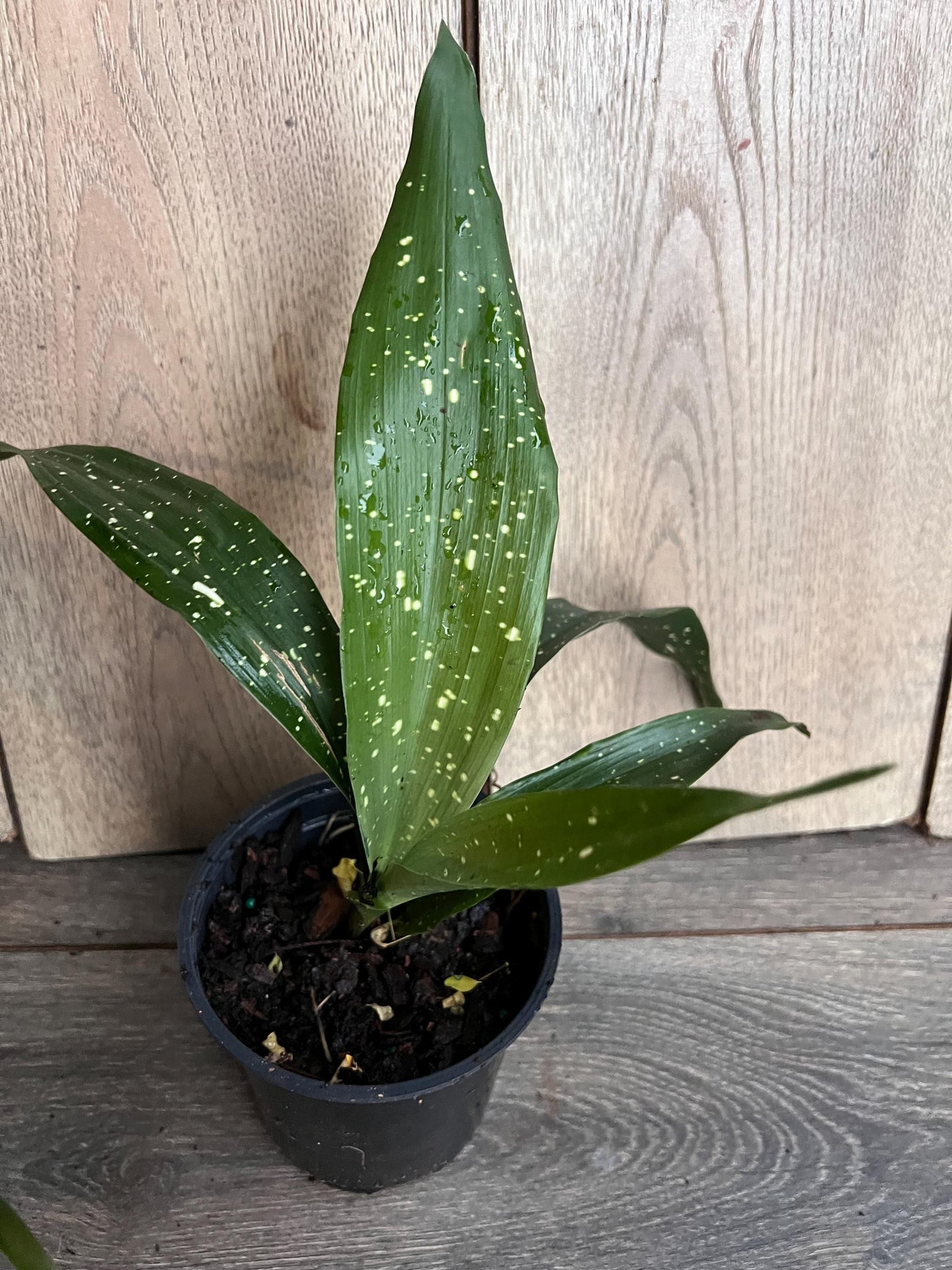 Aspidistra Elatior 'Milky Way' 4" Pot
