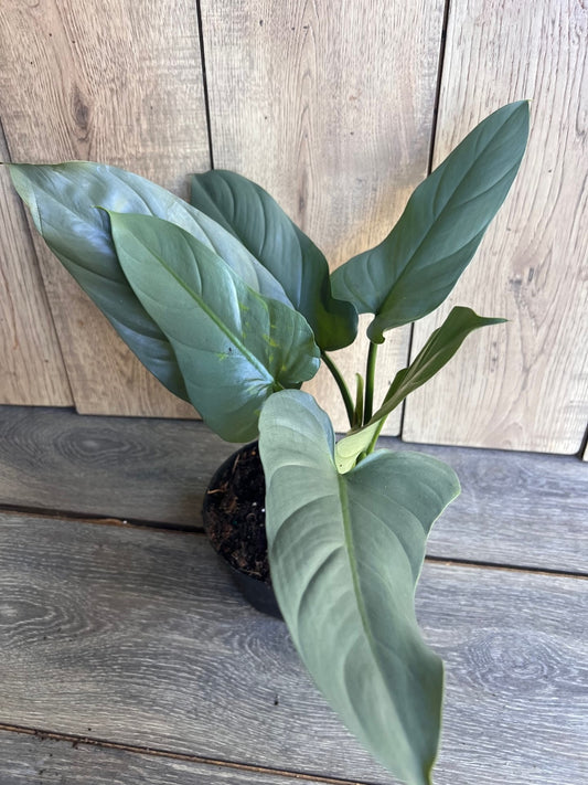 Philodendron SIlver Swords, Philodendron Hastatum in 6" pot