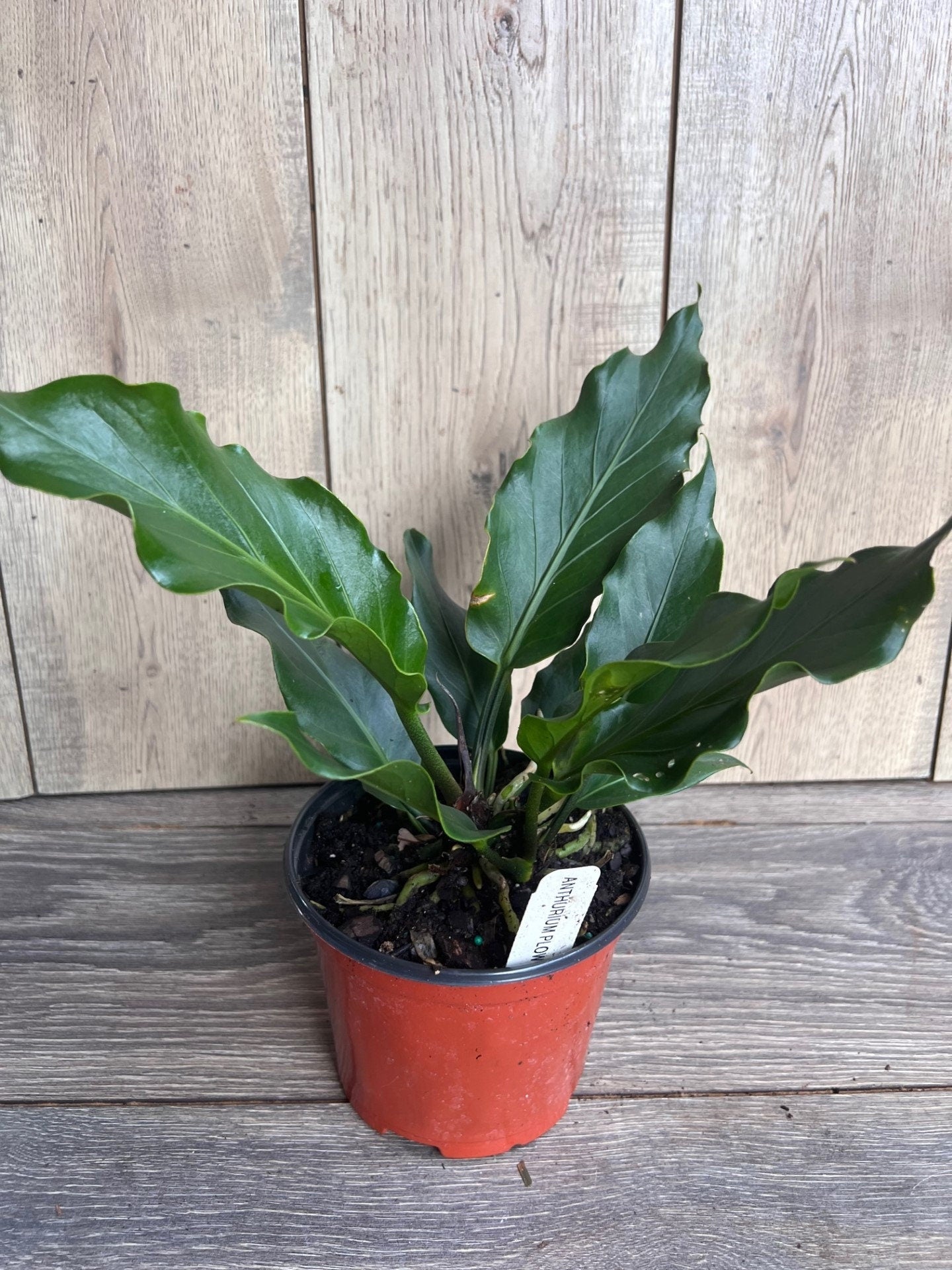 Anthurium Plowmanii in 6" Pot