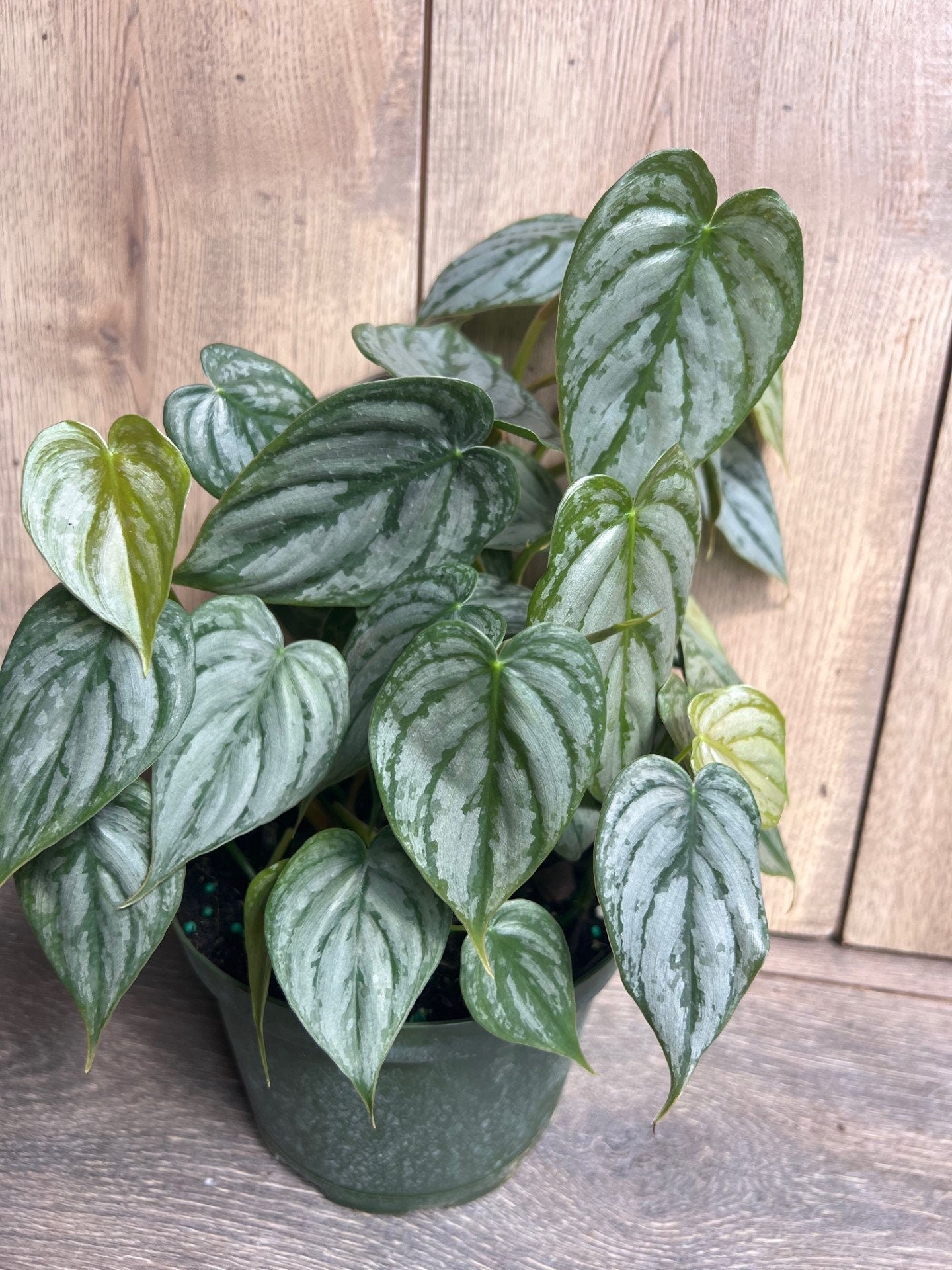Philodendron "Brandi" , Philodendron Brandtianum in 6" Pot
