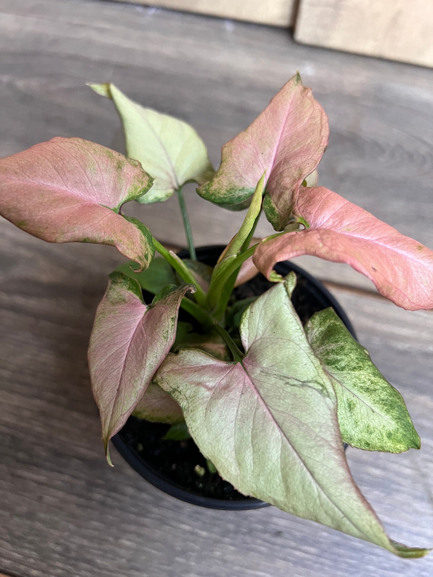 Syngonium Pink schott, Pink Perfection in 4' Pot