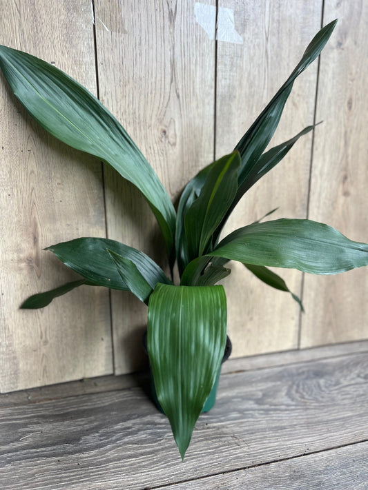 CAST IRON PLANT - Aspidistra elatior - 6" pot
