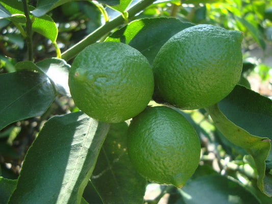 Persian lime Treein half Gallon Pot, Grafted, Cirus x Latifolia, Bearss Lime, Tahiti Lime,  Florida Shipping Only