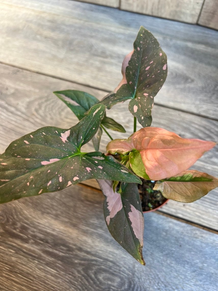 Syngonium Pink Splash in 4" Pot, Rare Syngonium